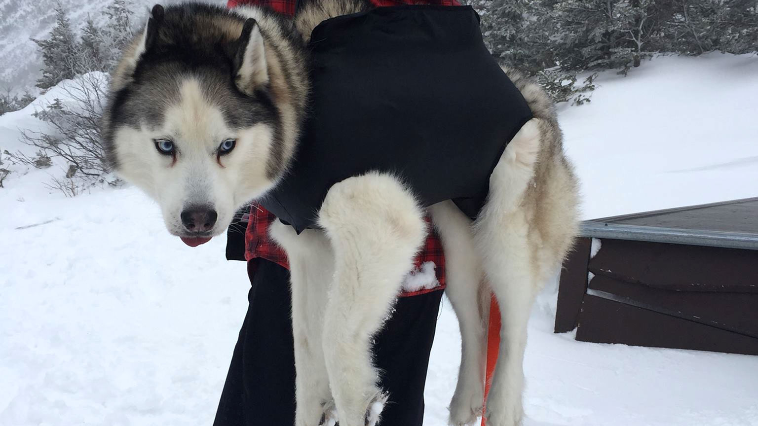 Pack-A-Paw dog rescue harness