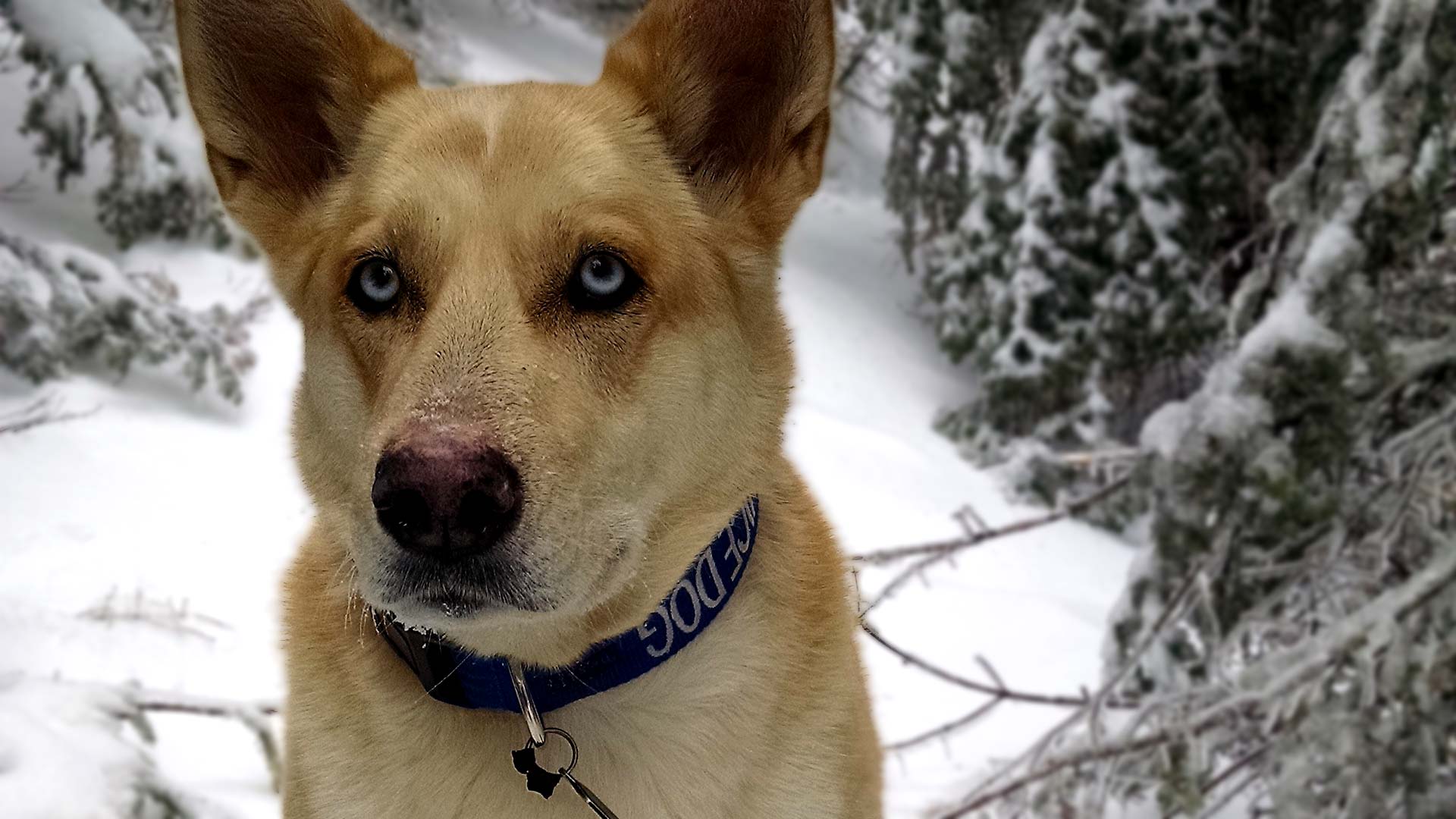 Dog in snow