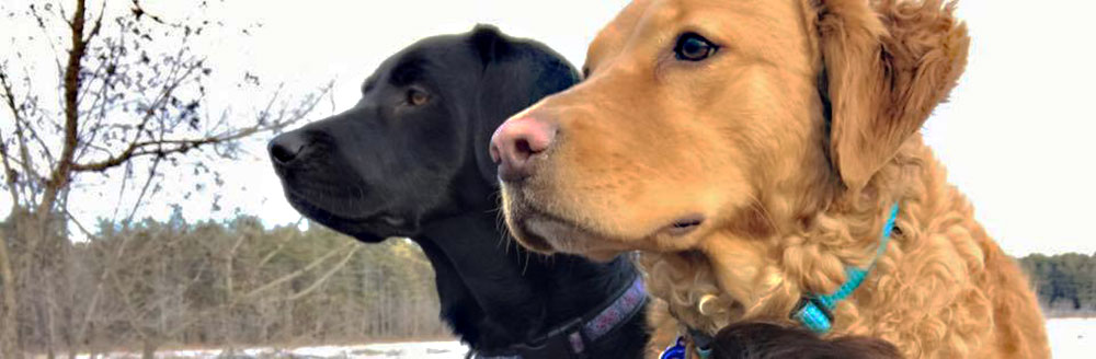 Dog harness for medium dogs