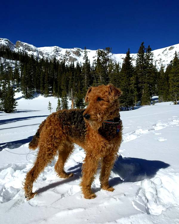Safe adventure hiking with your dog!