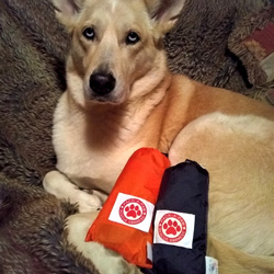 Pack-A-Paw dog