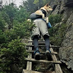 Pack-A-Paw ladder
