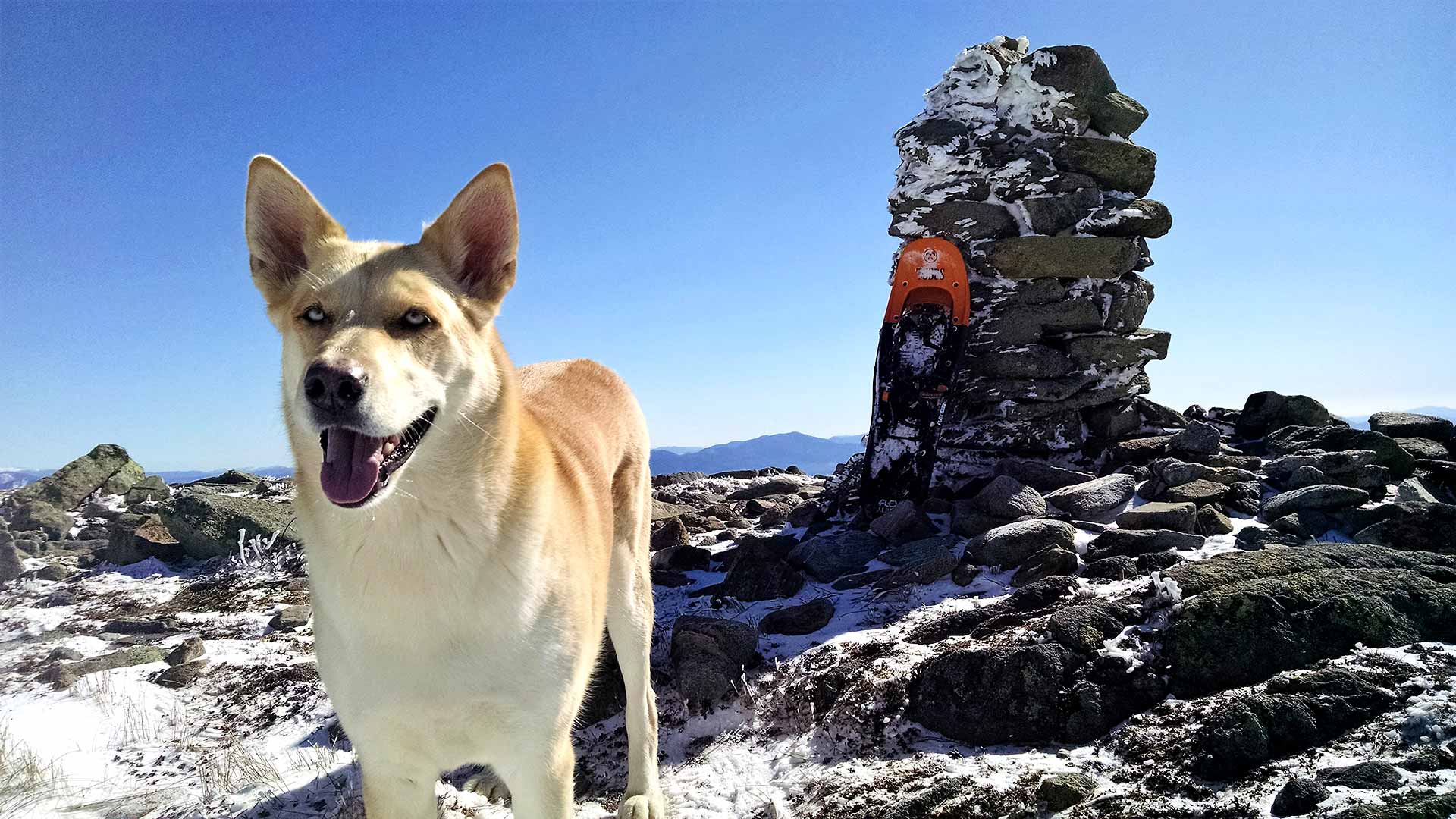 Pack-A-Paw dog carrying harness