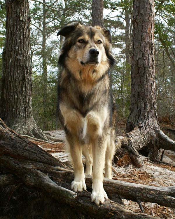 Safe adventure hiking with your dog!